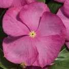 Vinca Vitalia Seeds 50 Vitalia Vinca Pink Seeds Vinca Seeds