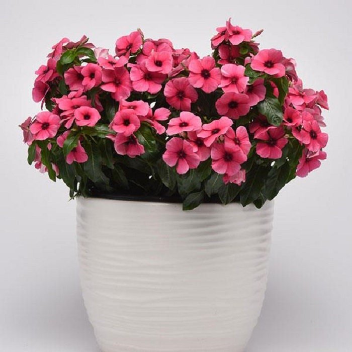 Vinca Seeds Tattoo Raspberry 25 Seeds Flower Seeds Variety