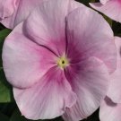 Vinca Vitalia Seeds 50 Vitalia Vinca Icy Pink Seeds Vinca Seeds