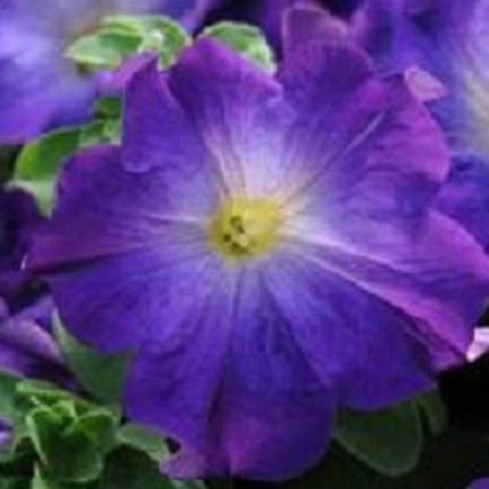 Petunia Sophistica Blue Morn Petunia Seeds 15 Pelleted Flower Seeds