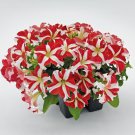 Petunia Seeds Petunia Success 360 Red Star 250 Pelleted Seeds