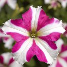 Petunia Seeds Petunia Tritunia Rose Star 250 Pelleted Seeds