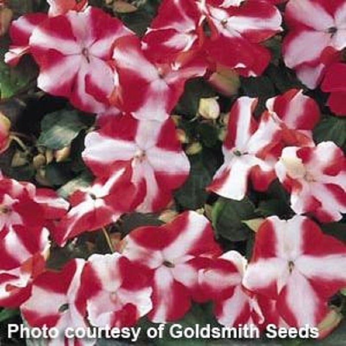 Impatiens Seeds Impatiens Accent Red Star 100 Seeds Impatiens Walleriana