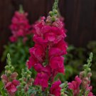 Mpb#4 Snapdragon Seeds Snapdragon Candy Tops Rose 50 Pelleted Seeds Dwarf Snapdragon