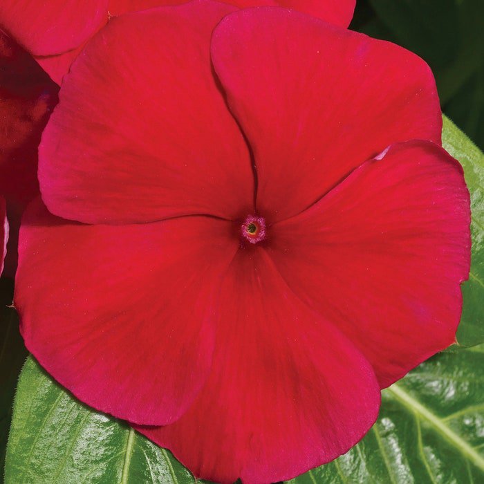 Vinca Vitalia Seeds 50 Vitalia Vinca Red Seeds Vinca Seeds