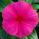 Vinca Seeds Vinca Blockbuster Punch 100 Seeds Variety Catharanthus Roseus