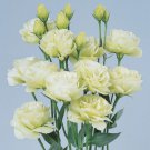 Pelleted Lisianthus Seeds Rosita Green 25 Pelleted Seeds