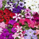 Petunia Seeds Petunia Tritunia Mix 250 Pelleted Seeds