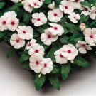 Vinca Seeds Vinca Sunstorm Apricot 100 Seeds Catharanthus Roseus