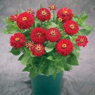 Zinnia Seeds Zinnia Preciosa Red 25 Seeds Seeds