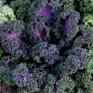 Flowering Kale Seeds Flowering Kale Yokohama Red 50 Seeds Flowering Cabbage Seeds
