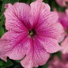 Petunia Seeds Petunia Tritunia Pink Vein 250 Pelleted Seeds