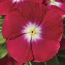 Vinca Seeds Vinca Sunstorm Red Halo 100 Seeds Catharanthus Roseus