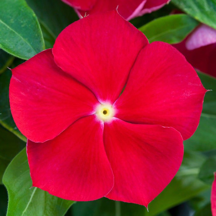 Vinca Seeds Vinca Blockbuster Red With Eye 100 Seeds Variety Catharanthus Roseus