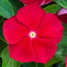 Vinca Seeds Vinca Blockbuster Red With Eye 100 Seeds Variety Catharanthus Roseus