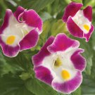 Bin#1R8D1 Torenia Seeds Torenia Little Kiss Burgundy 50 Pelleted Seeds