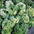 Flowering Kale Seeds Flowering Kale Yokohama White 50 Seeds Flowering Cabbage Seeds