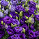 Pelleted Lisianthus Seeds Rosita Blue 25 Pelleted Seeds
