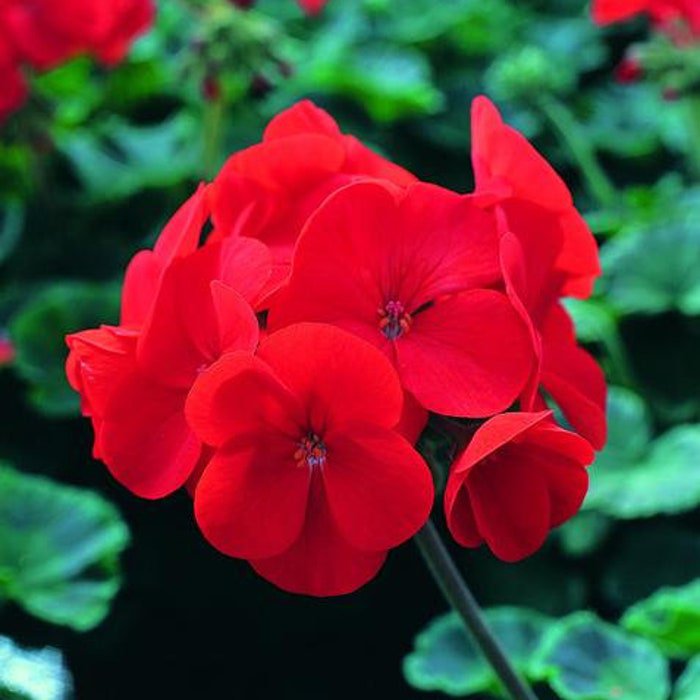 Geranium Maverick Red Geranium Seeds 15 Seeds