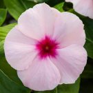 Vinca Seeds Vinca Blockbuster Apricot 100 Seeds Variety Catharanthus Roseus