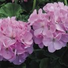 Geranium Maverick Quicksilver Geranium Seeds 15 Seeds