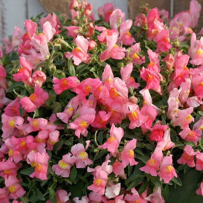 Trailing Snapdragon Candy Showers Pink 15 Multi Pelleted Seeds