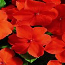 Impatiens Seeds Impatiens Accent Orange 100 Seeds Impatiens Walleriana
