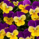 Viola Seeds Viola Rebelina Purple & Yellow 50 Seeds Perennial Seeds
