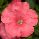 Petunia Seeds Petunia Fotofinsh Salmon 100 Pelleted Seeds Trailing Petunia