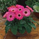 Bin#2R7D6 Gerbera Daisy Seeds Gerbera Majorette Pink Halo 25 Seeds Seeds