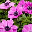 Anemone Seeds Anemone Harmony Orchid 25 Seeds Single Flower Perennial Seeds