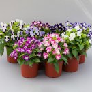 Seed Mix Torenia Seeds Hi Lite Mix 25 Pelleted Seeds Flowers, Garden Flowers, Plant Seeds