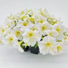 Petunia Seeds Petunia Success 360 Light Yellow 250 Pelleted Seeds