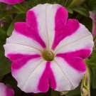 Petunia Seeds Petunia Fotofinsh Rose Star 100 Pelleted Seeds Trailing Petunia