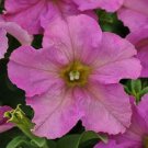 Petunia Sophistica Twilight Petunia Seeds 15 Pelleted Flower Seeds