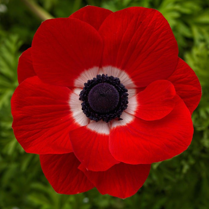 Anemone Seeds Anemone Harmony Scarlet 25 Seeds Single Flower Perennial Seeds