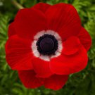Anemone Seeds Anemone Harmony Scarlet 25 Seeds Single Flower Perennial Seeds