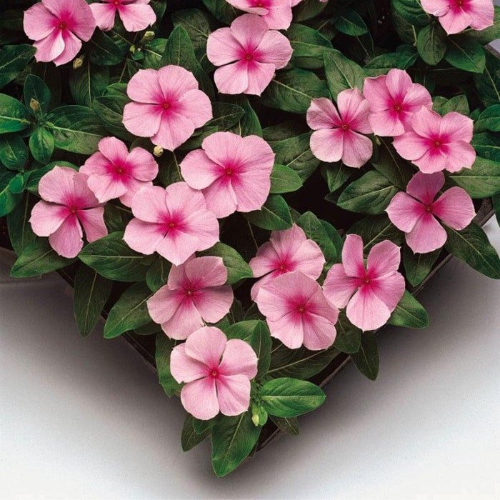 Vinca Seeds Vinca Sunstorm Blush 100 Seeds Catharanthus Roseus