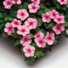 Vinca Seeds Vinca Sunstorm Blush 100 Seeds Catharanthus Roseus