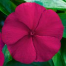 Vinca Seeds Vinca Blockbuster Crimson 100 Seeds Variety Catharanthus Roseus