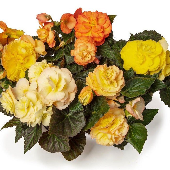 Begonia Seeds Limitless Sunset 15 Pelleted Seeds Trailing Begonia