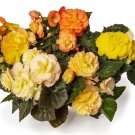 Begonia Seeds Limitless Sunset 15 Pelleted Seeds Trailing Begonia