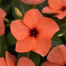 Vinca Seeds Tattoo Orange 25 Seeds Flower Seeds Variety