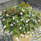 Begonia Funky White Begonia Seeds 15 Pelleted Seed