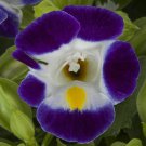 Torenia Seeds Hi Lite Blue & White 25 Pelleted Seeds
