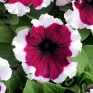 Petunia Seeds Petunia Dreams Burgundy Picotee 250 Pelleted Seeds