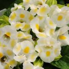 Torenia Seeds Kauai Lemon Drop 15 Pelleted Seed