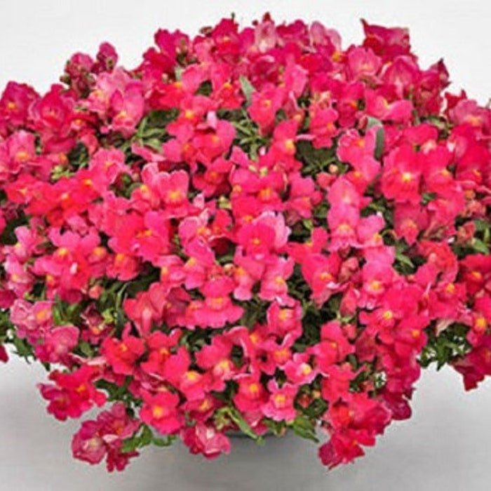 Trailing Snapdragon Seeds Candy Showers Rose 15 Multi Pelleted Seeds