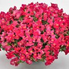 Trailing Snapdragon Seeds Candy Showers Rose 15 Multi Pelleted Seeds