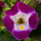 Torenia Seeds Hi Lite Magenta 25 Pelleted Seeds
